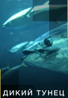  Дикий тунец смотреть онлайн тв шоу 1-6 сезон 